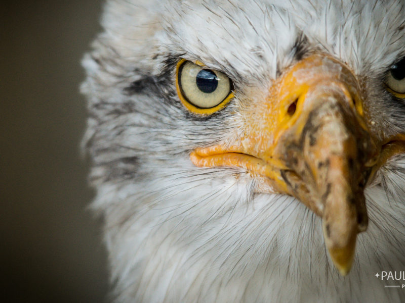 American Bald Eagle