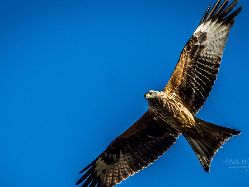 Red Kite