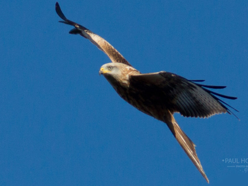 Red Kite