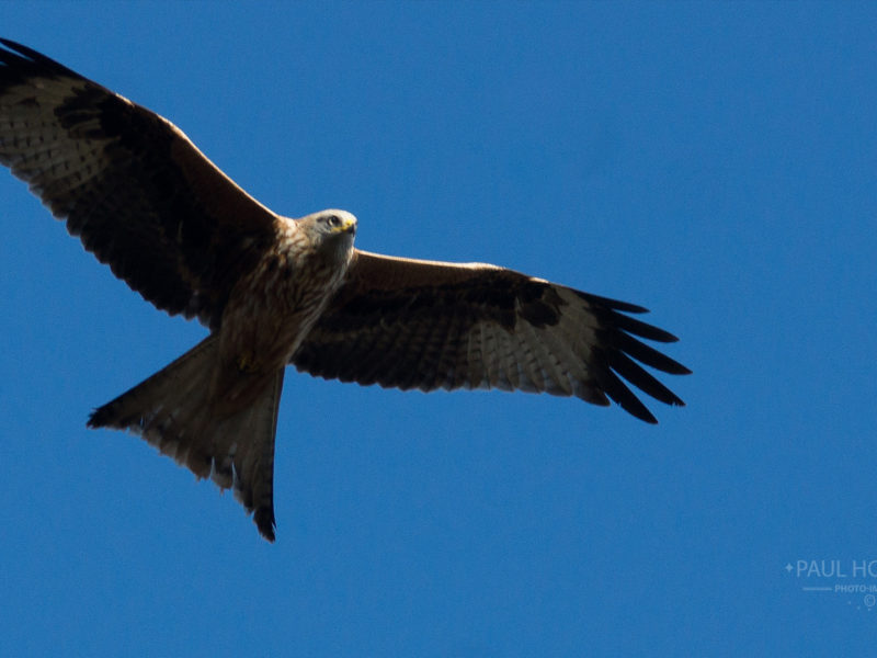 Red Kite