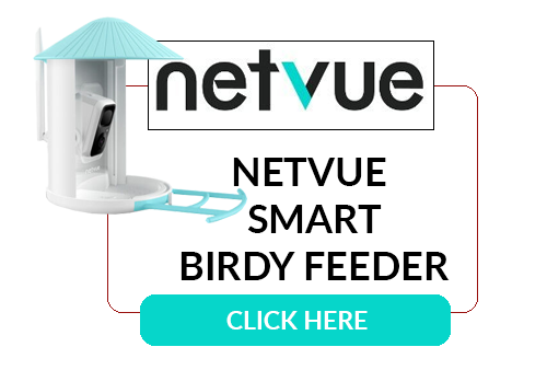 Netvue Birdy Feeder